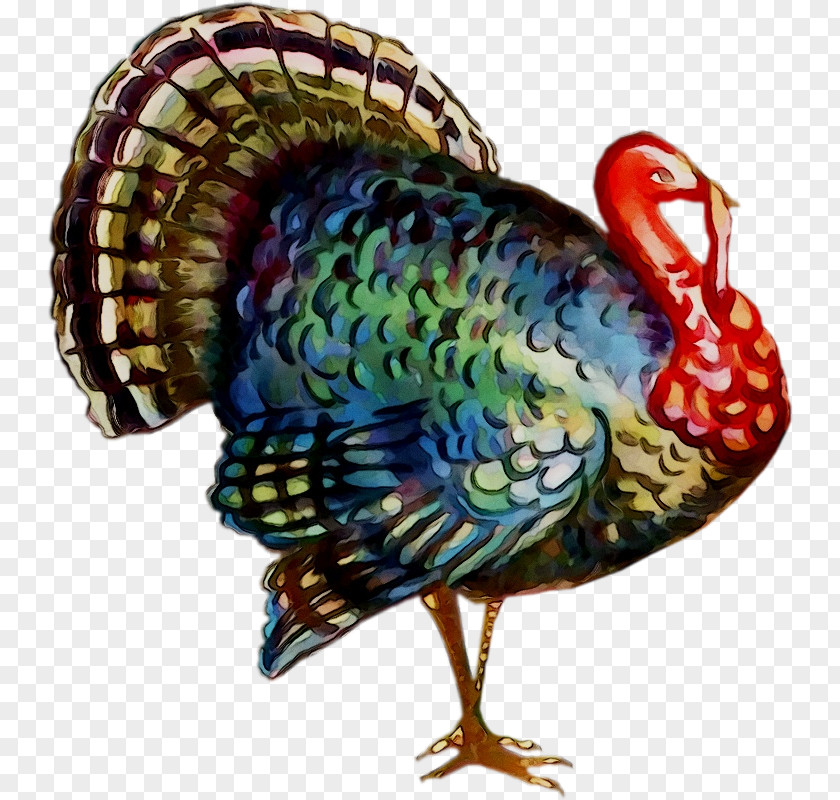 Thanksgiving Turkey Image Greeting Stock Photography PNG