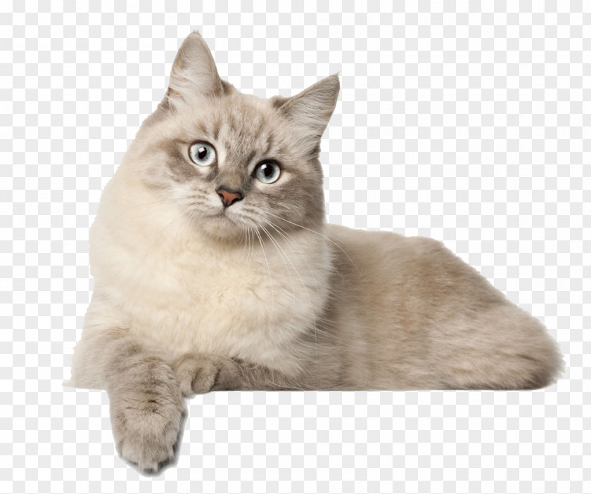 A White Cat Siberian British Shorthair Abyssinian Bengal European PNG