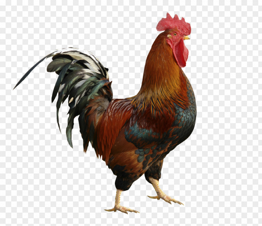 Chicken Gallic Rooster The Twelve Caesars National Symbol PNG