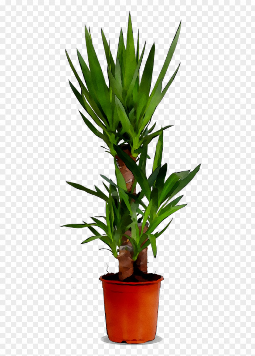 Houseplant Tree Trunk Zimmerpalme Orchids PNG