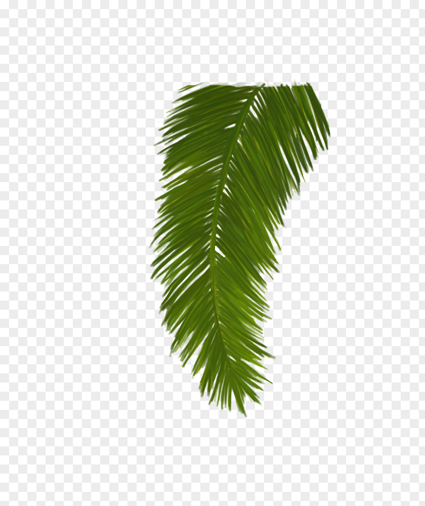 Leaf Asian Palmyra Palm Plant Stem Borassus PNG