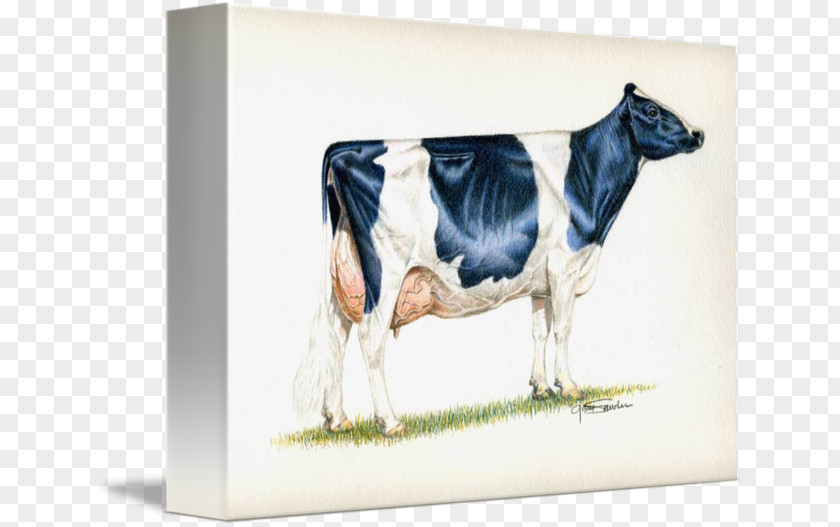 Milk Dairy Cattle Holstein Friesian Guernsey Highland PNG
