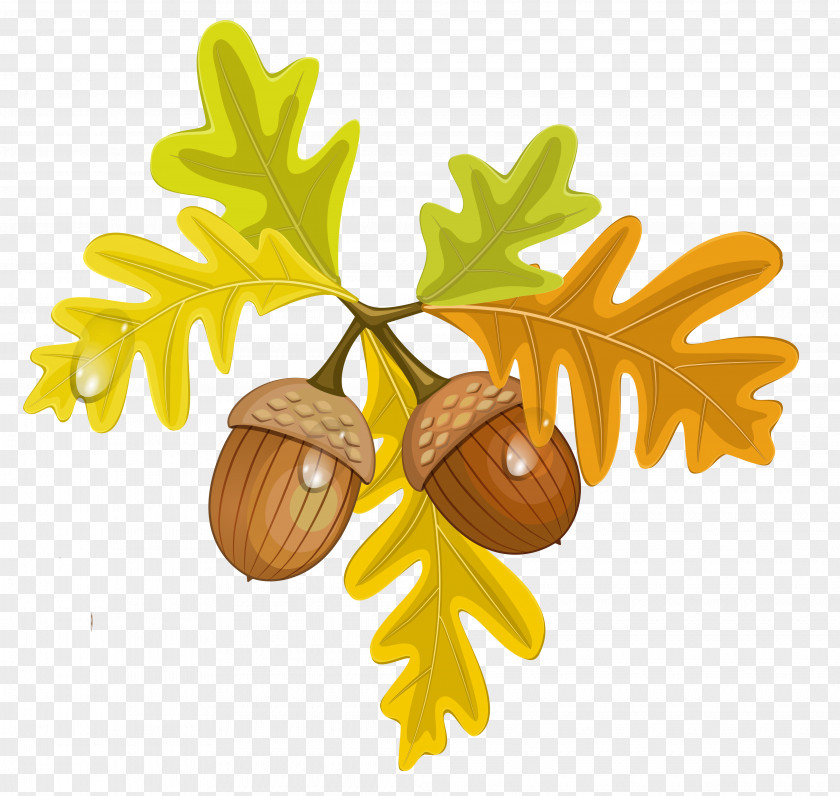 Acorn Clip Art Illustration Openclipart Free Content PNG