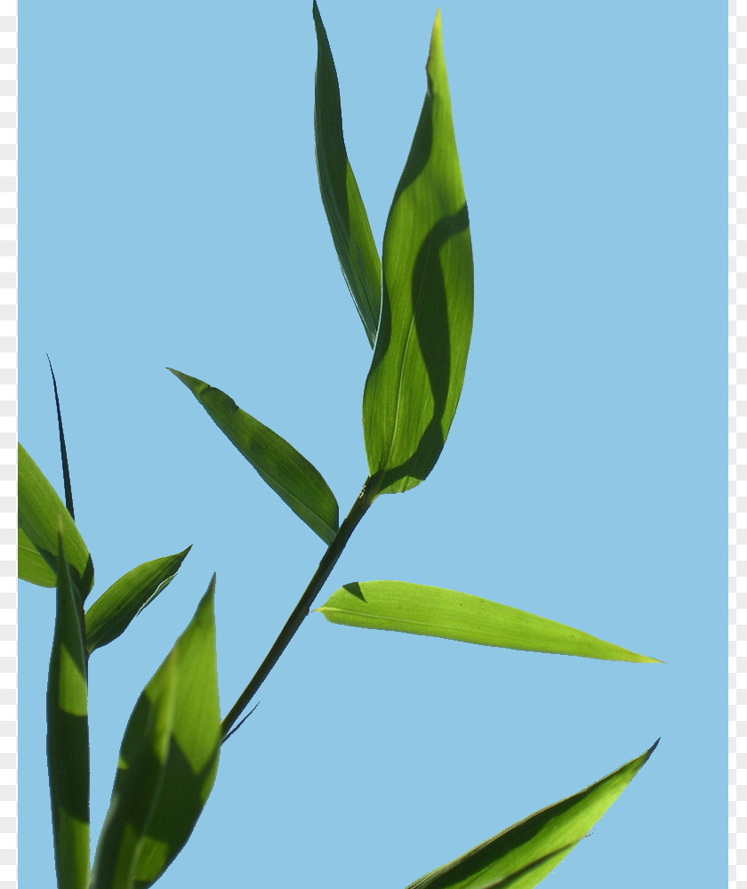 Leaf Grasses Plant Stem Herbalism Branching PNG