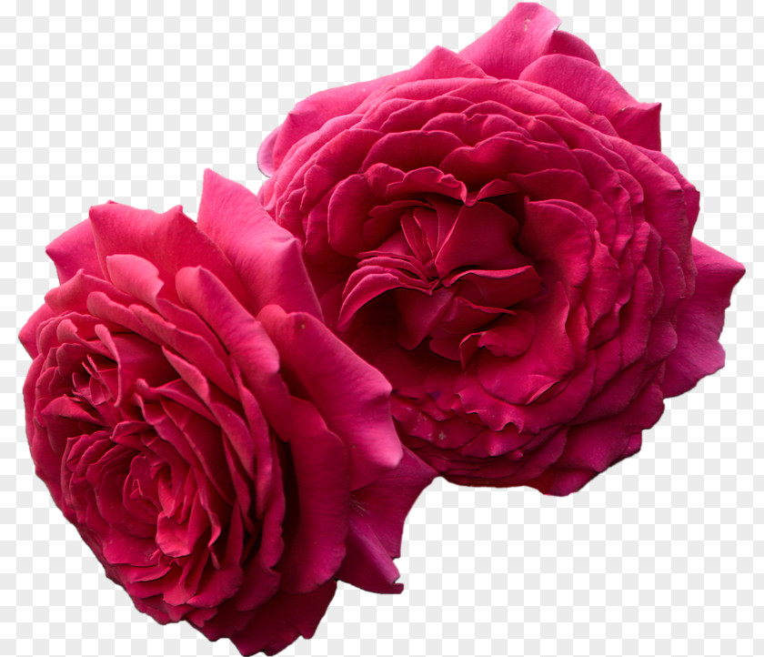 Peony Garden Roses Cabbage Rose Floribunda Carnation Cut Flowers PNG