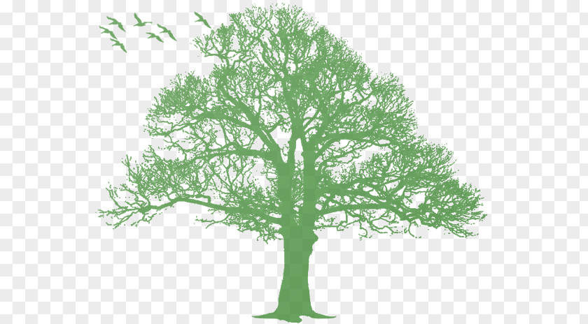 Tree Oak Silhouette PNG