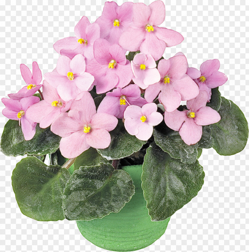 Violet Houseplant Happiness Surprise PNG