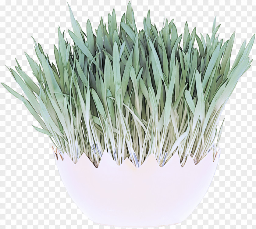 Grasses Welsh Onion Flowerpot Commodity Herb PNG