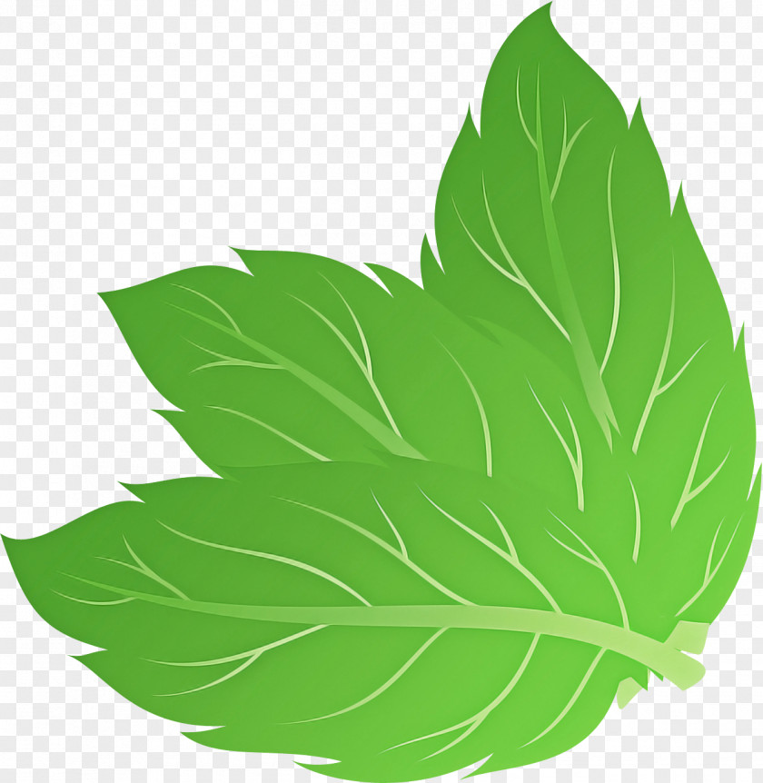 Herbaceous Plant Herb Feather PNG