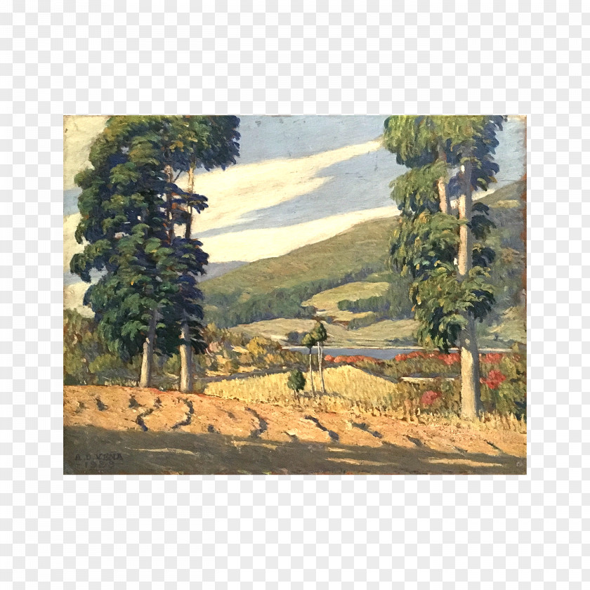 Painting Ecosystem Land Lot Meadow Pine PNG