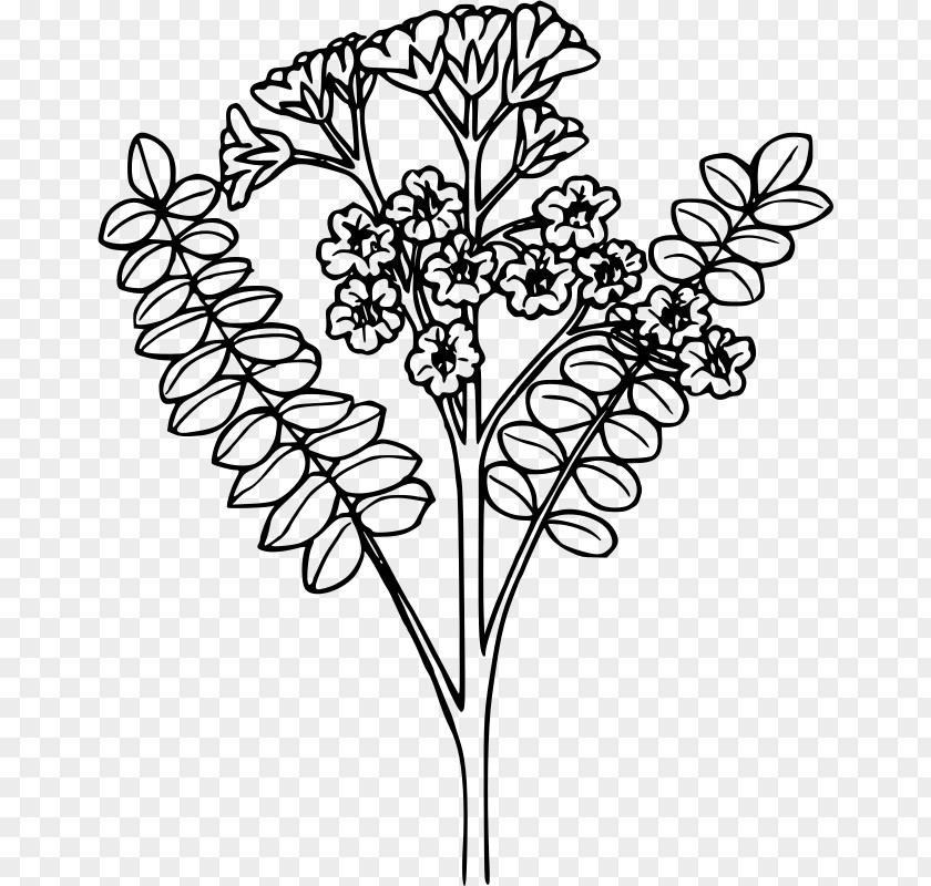 Plant Jacob's Ladder Drawing Clip Art PNG