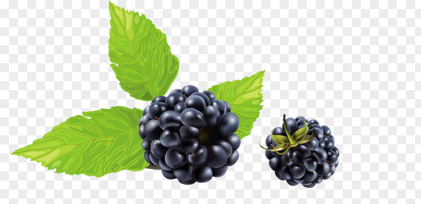Raspberry Blackberry Frutti Di Bosco Clip Art PNG