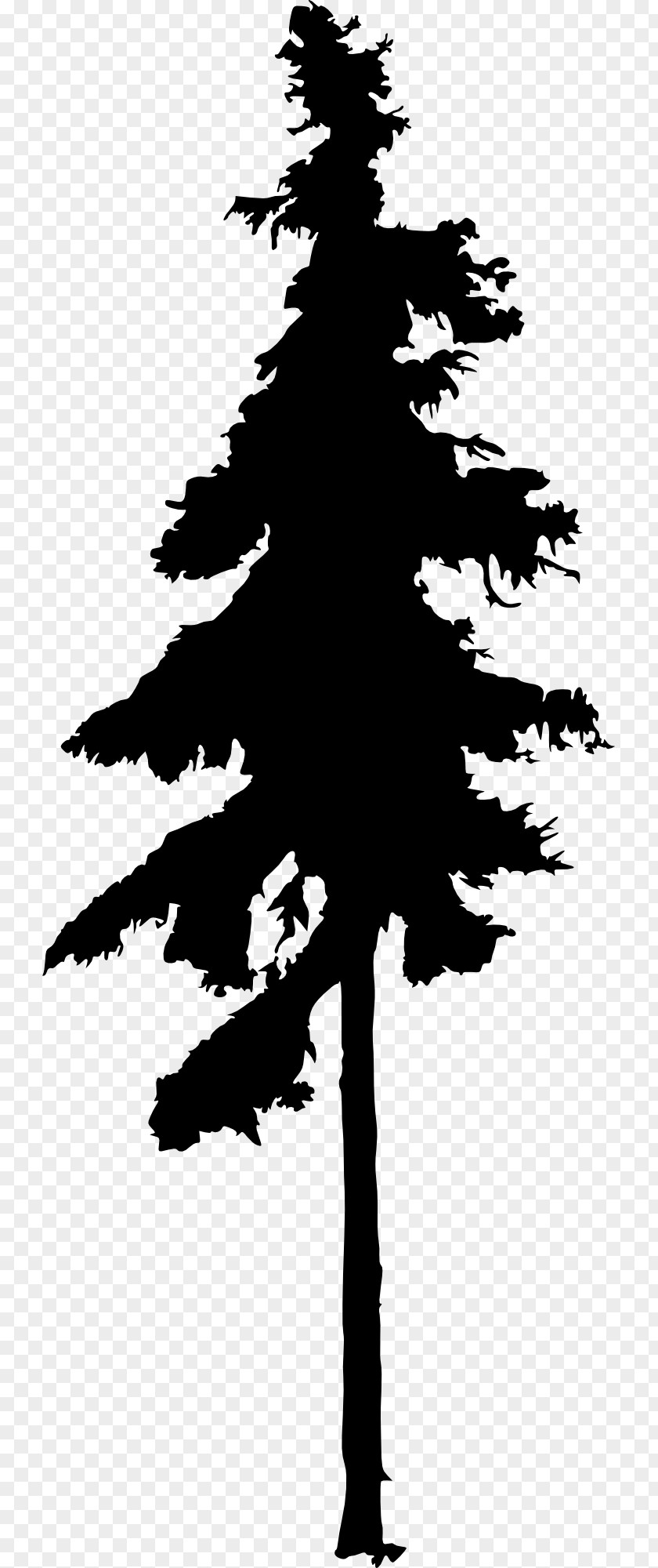 Silhouette Fir Tree Drawing Conifers PNG