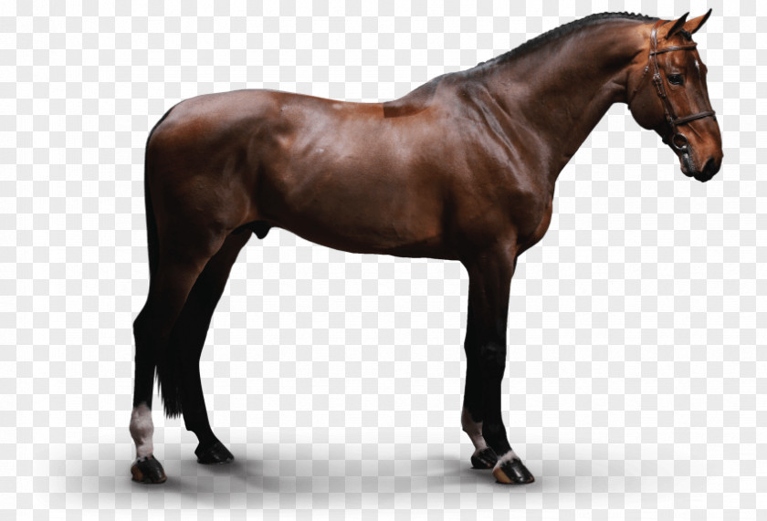 Stallion Mustang Eclipse Mare Hunt Seat PNG