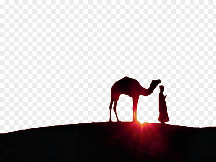 Sunset Under The Camel Ramadan Eid Al-Fitr Mubarak Muslim Jumuatul-Wida PNG