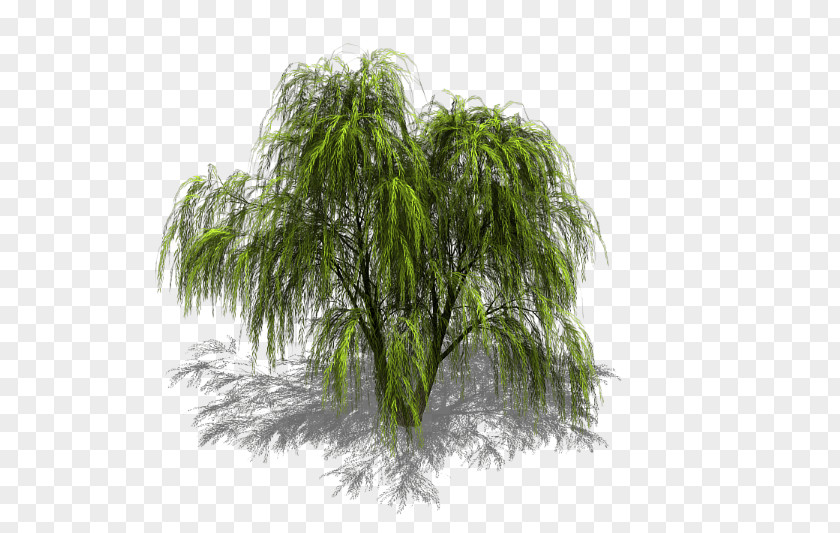 Swamp Tree Weeping Willow Sprite Isometric Graphics In Video Games And Pixel Art PNG
