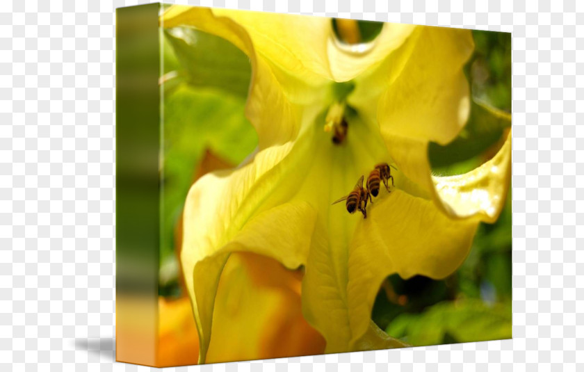 Bee Honey Nectar Close-up Wildflower PNG