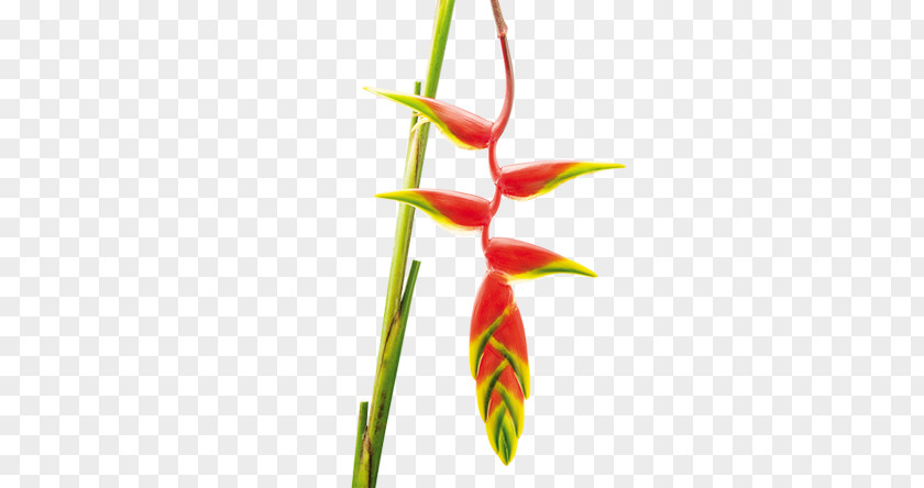 Heliconia Tropical Plants False Bird Of Paradise Flower Wagneriana Psittacorum PNG