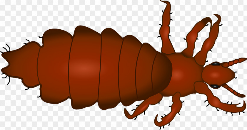 Insect Head Louse Lice Infestation Clip Art PNG