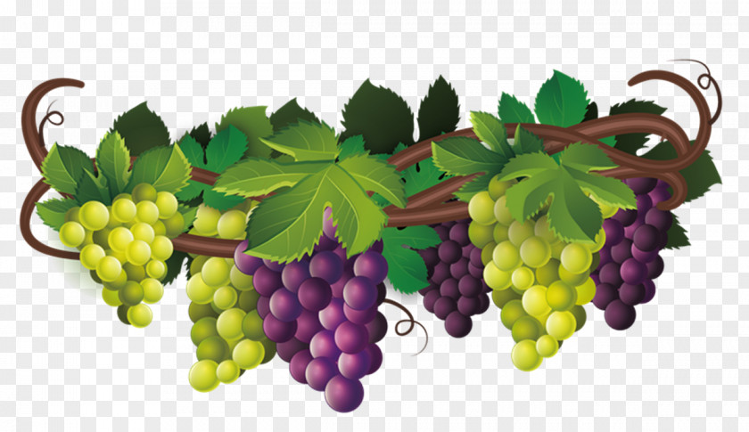 Raisin Common Grape Vine Wine Desktop Wallpaper Clip Art PNG