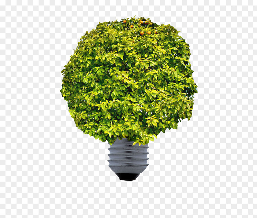 Creative Green Light Bulb Renewable Energy Sustainable Development Sustainability Uso Racional De La Energxeda PNG
