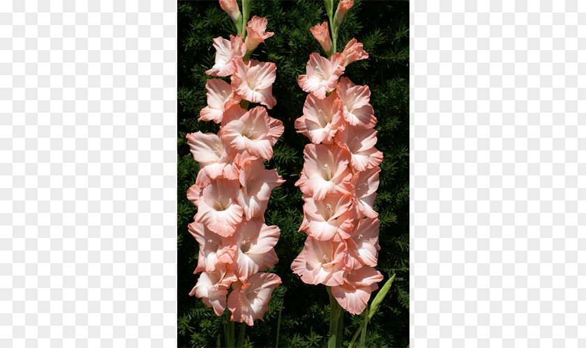 Gladiolus Flower Iridaceae Plant Lilium PNG