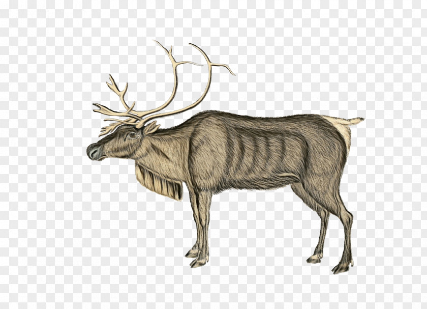 Horn Moose Reindeer PNG