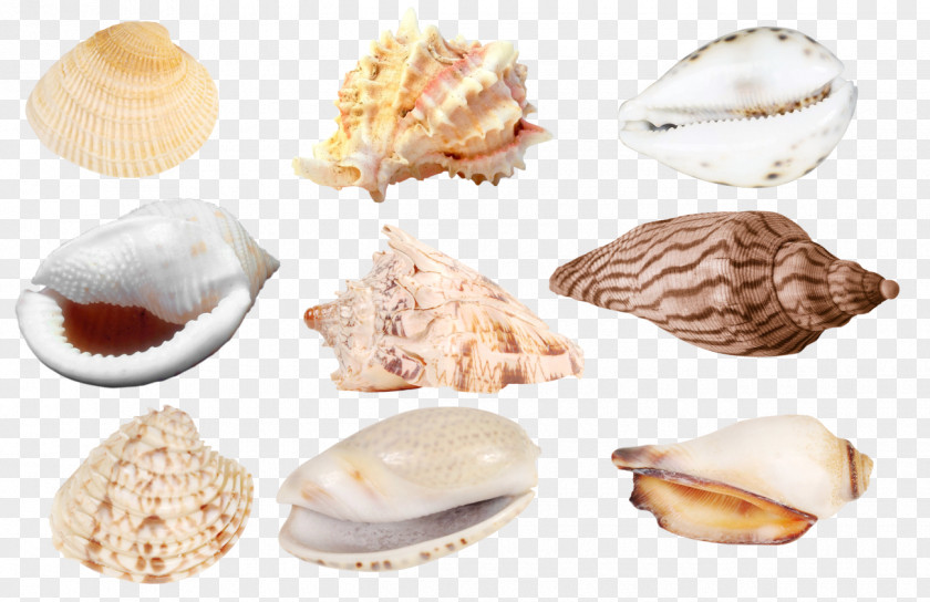 Seashell Cockle Veneroida Tellins Baltic Macoma Clam PNG