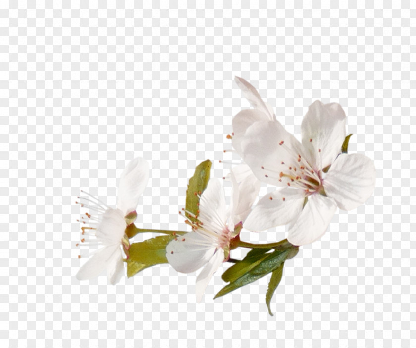 Magnolia Prunus Cherry Blossom Tree PNG