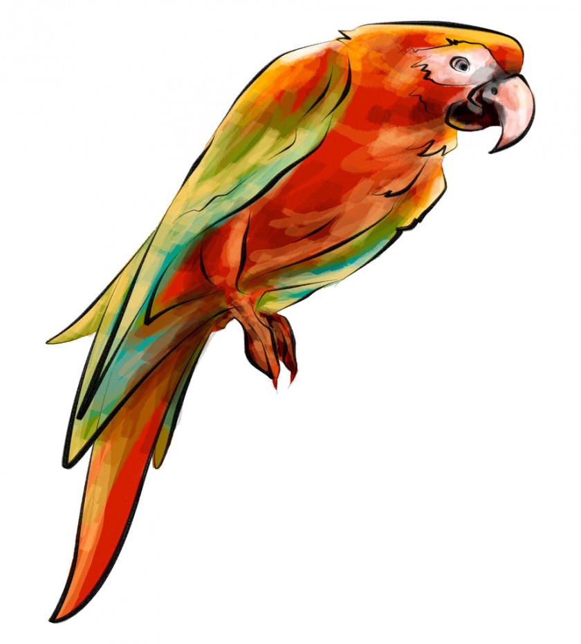 Parrots Parrot Budgerigar Lovebird Parakeet PNG