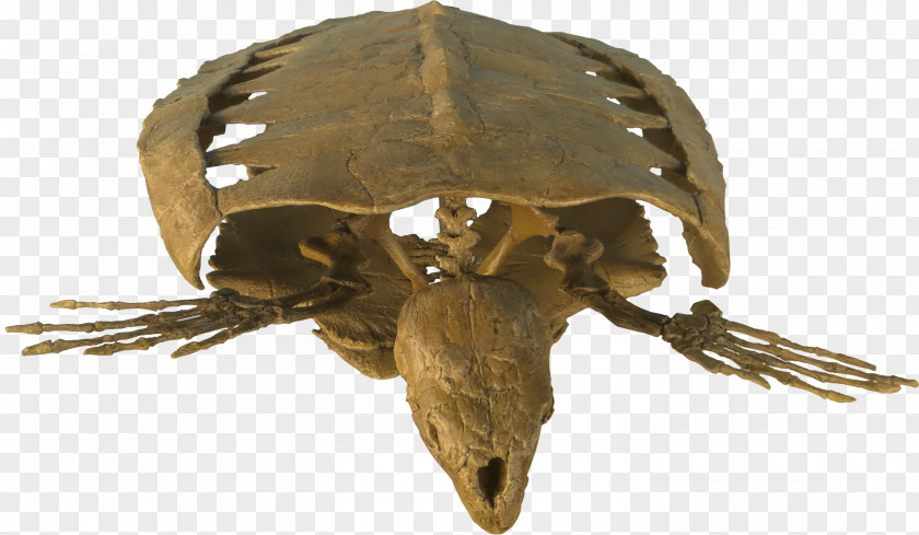Reptile Jaw PNG