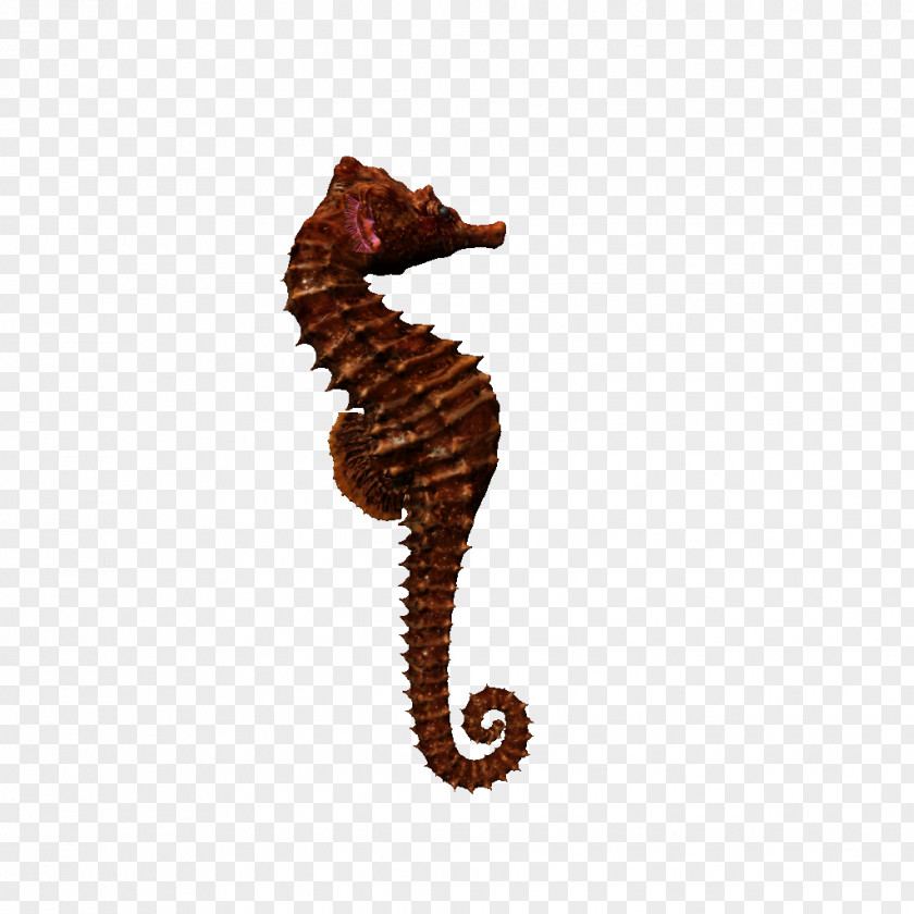 Seahorse Art Marine Life PNG