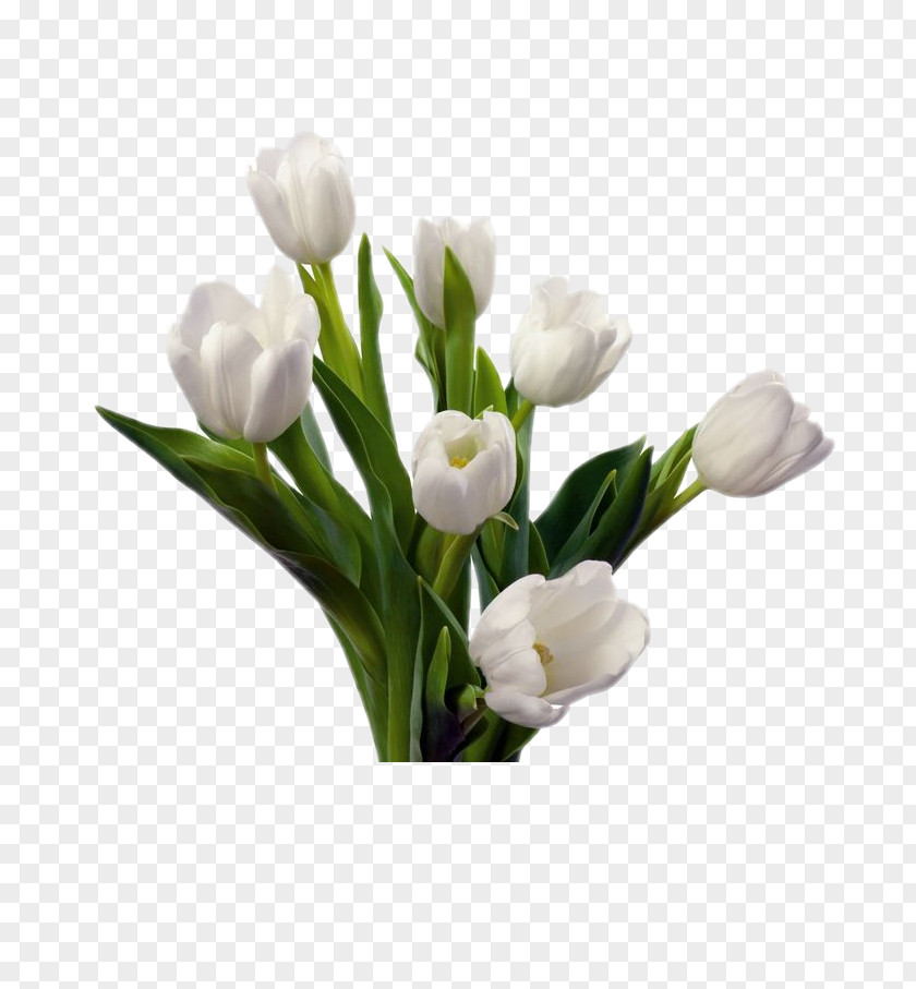 Floral Elements Tulip Flower Bouquet White Cut Flowers PNG