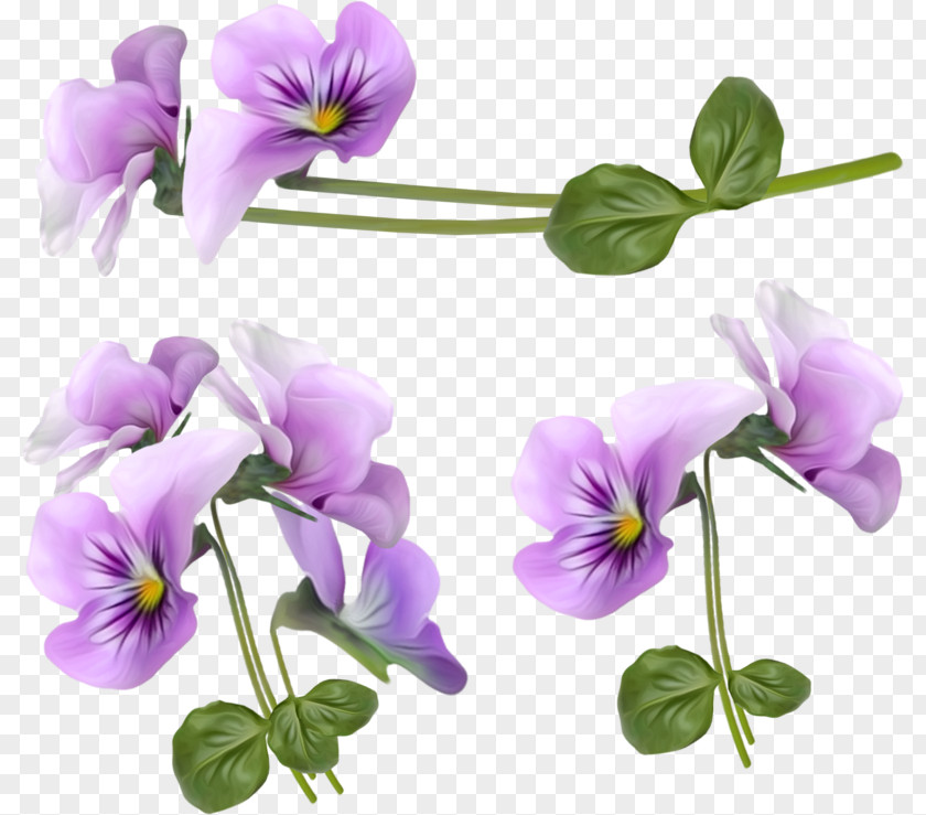 Purple Orchid Decorative Frame Flower Violet Clip Art PNG