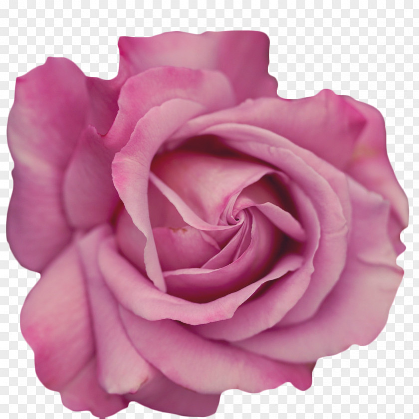 Rose Garden Roses Flower Stock Photography PNG