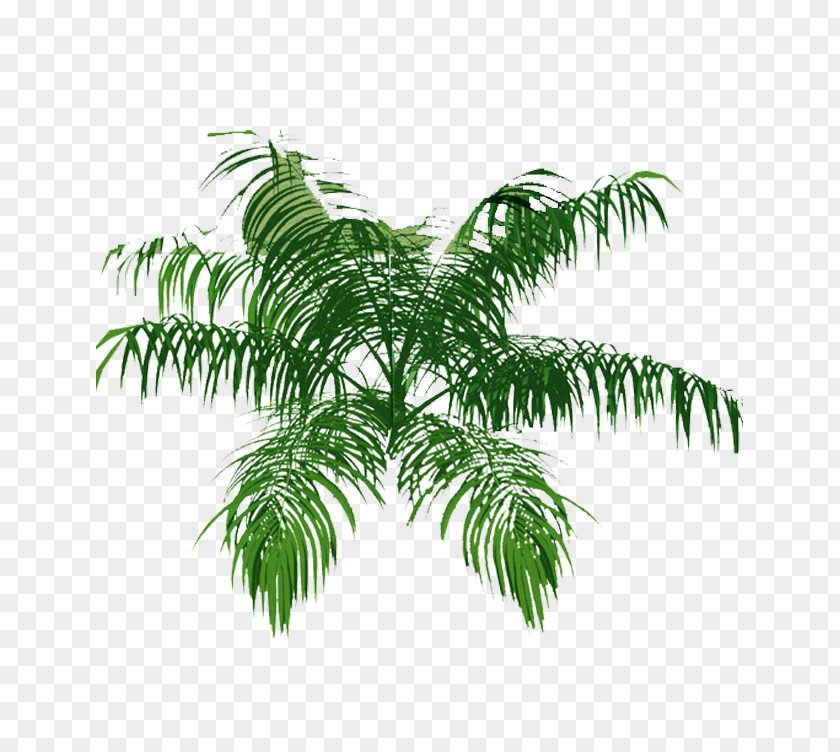 Tree Top View Arecaceae Plan Architecture Drawing PNG