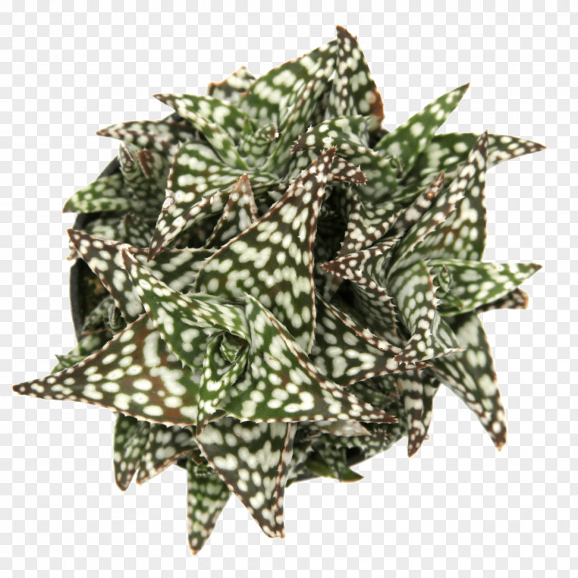 Aloe Leaf Vera Succulent Plant Variegation PNG