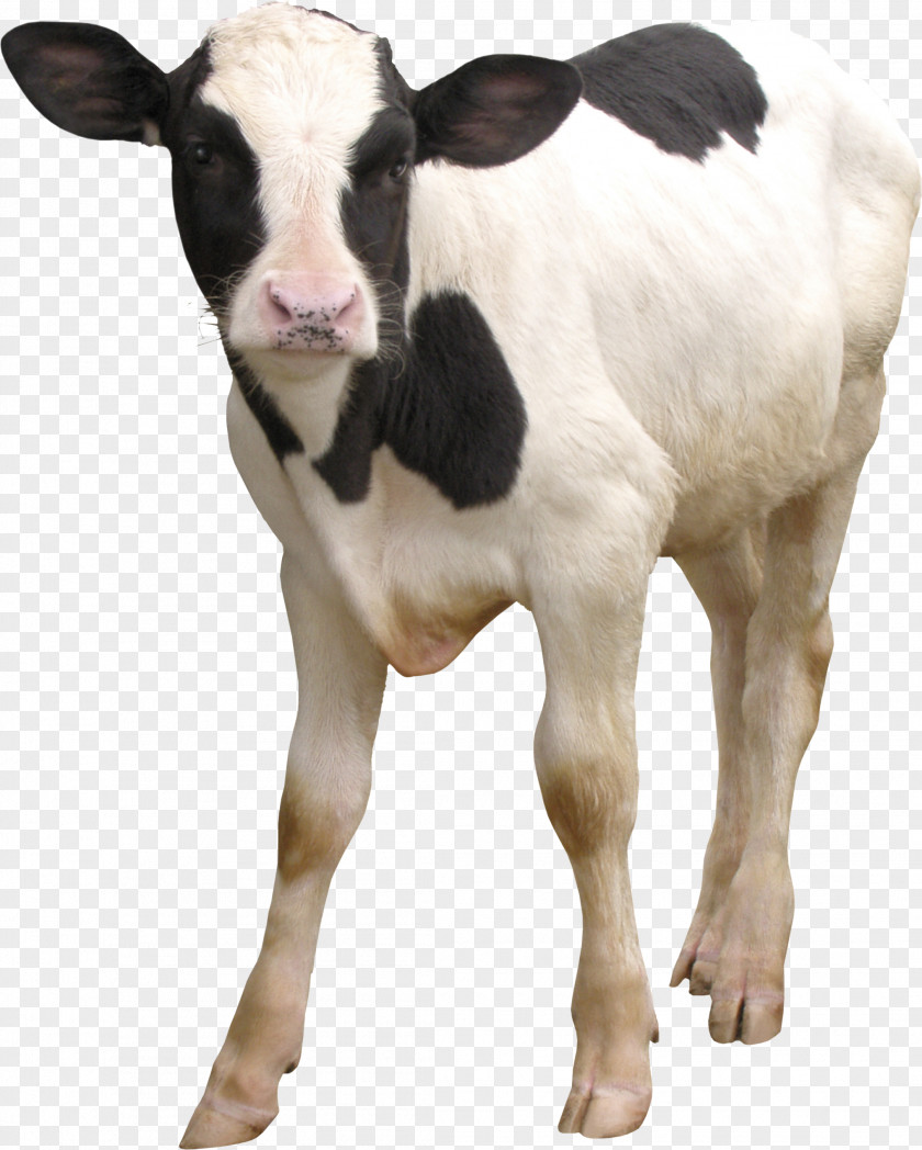 Cow And Calf Taurine Cattle Dairy PNG