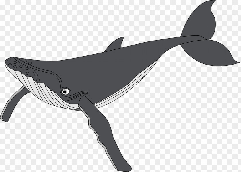 Cute Whale Humpback Clip Art PNG