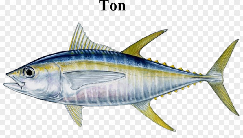 Fishing Bigeye Tuna Albacore Blackfin Atlantic Bluefin Yellowfin PNG