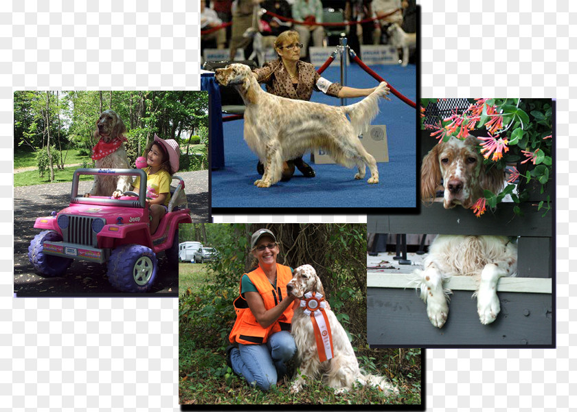 Goldendoodle English Setter Dog Breed Conformation Show PNG