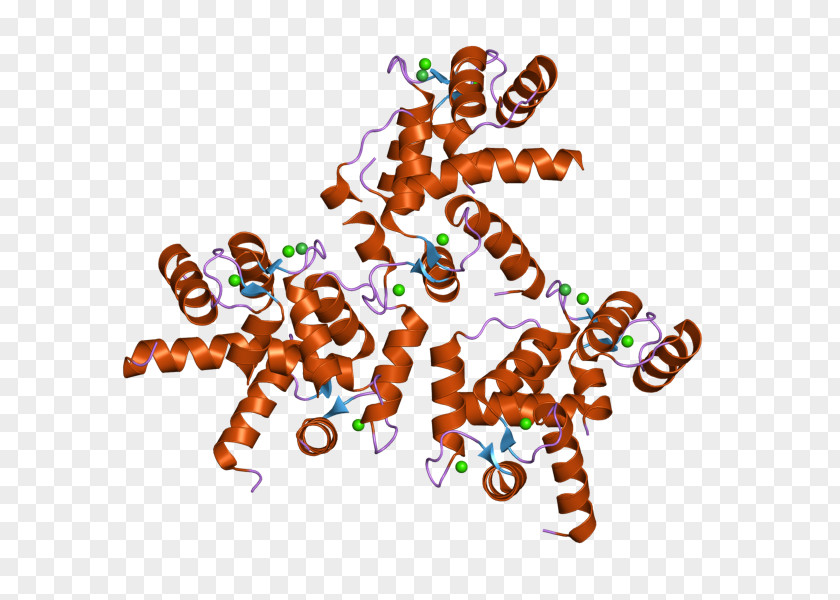 Monoclonal Cav1.3 Cav1.2 CALM3 Calmodulin 1 L-type Calcium Channel PNG