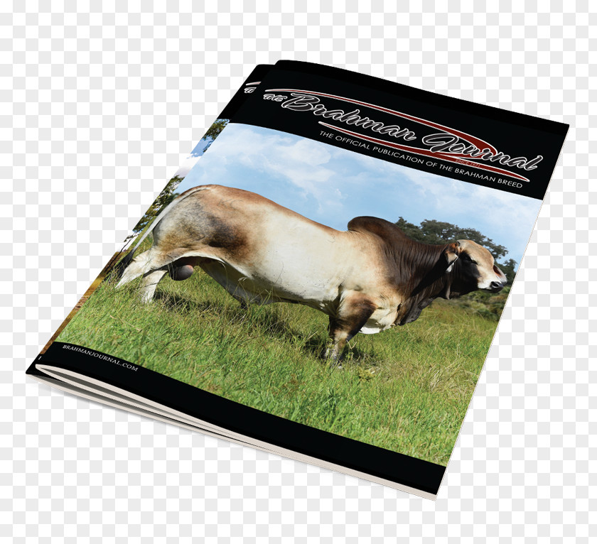 Online Magazine Brahman Cattle 0 PNG