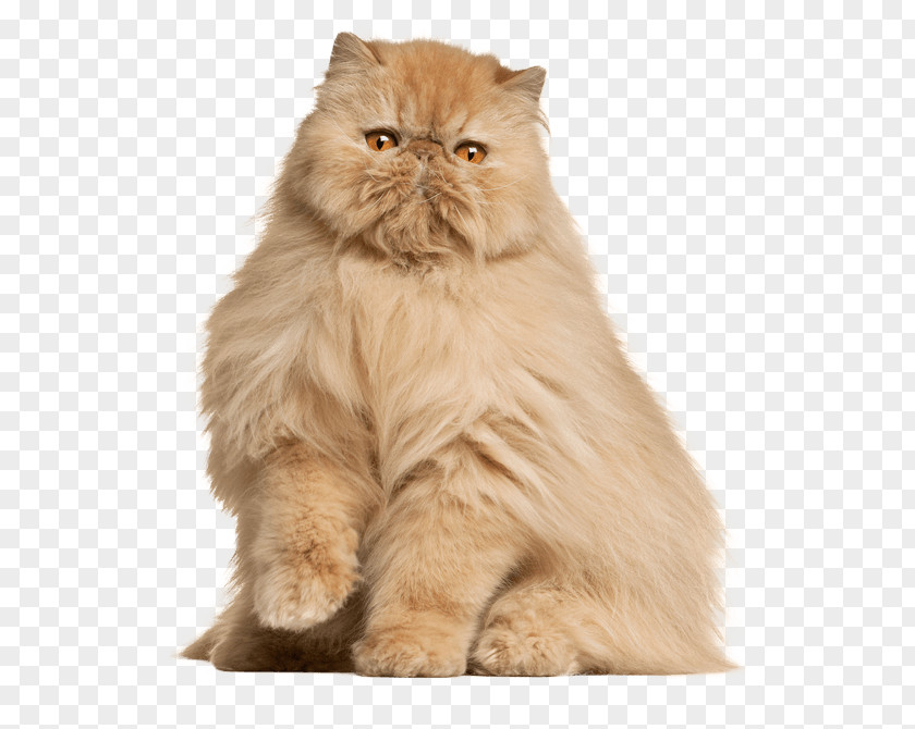 Persian Cat Maine Coon Norwegian Forest Munchkin Pet Sitting PNG
