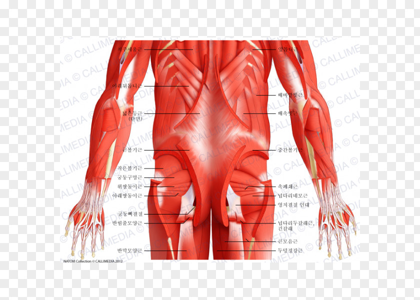 Muscle Anatomy Abdomen Pelvis Human Body PNG