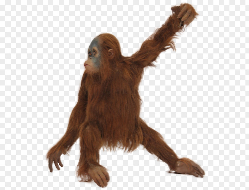 Orangutan Icon PNG