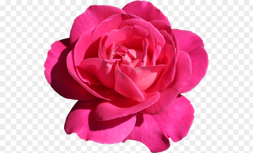 Pink Roses Transparent GIF Clip Art Image JPEG PNG
