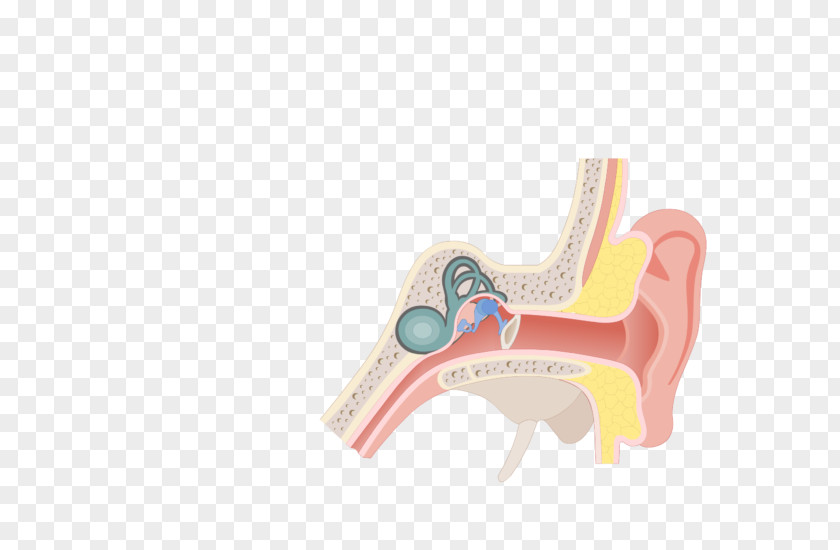 Ear Middle Conditions Chart Pharynx Eustachian Tube PNG