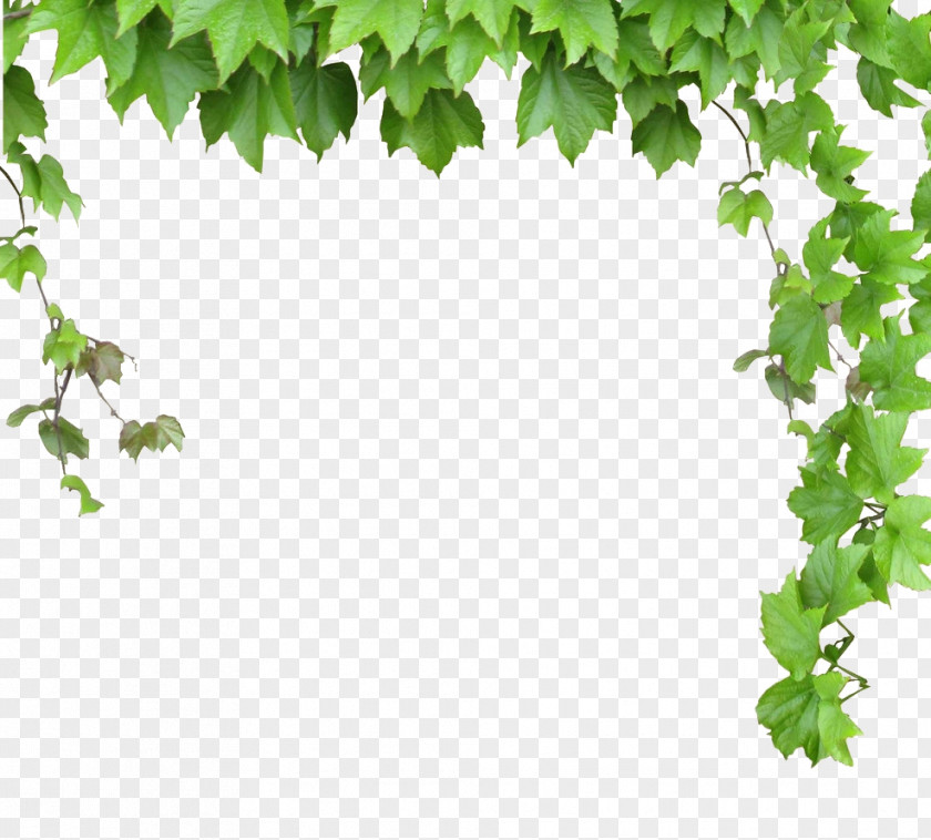 Leaves And Vines Vine Computer File PNG