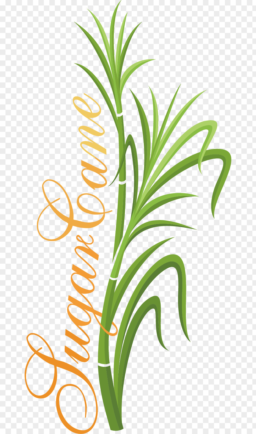 Fresh Sugar Tag Vector Material Grasses Euclidean PNG